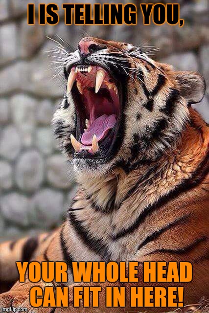 A tiger showing off his gob. Tiger Week, a TigerLegend1046 event | I IS TELLING YOU, YOUR WHOLE HEAD CAN FIT IN HERE! | image tagged in tiger week,tigerlegend1046,tiger,yawn,gob,i bet i can get your whole head in my mouth | made w/ Imgflip meme maker