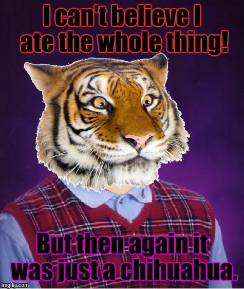 SNACK TIME!!! :D | I can't believe I ate the whole thing! But then again it was just a chihuahua. | image tagged in funny,bad luck tiger,dark humor,cats,memes,animals | made w/ Imgflip meme maker