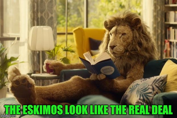 Lion relaxing | THE ESKIMOS LOOK LIKE THE REAL DEAL | image tagged in lion relaxing | made w/ Imgflip meme maker