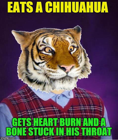 EATS A CHIHUAHUA GETS HEART BURN AND A BONE STUCK IN HIS THROAT | image tagged in bad luck tiger | made w/ Imgflip meme maker