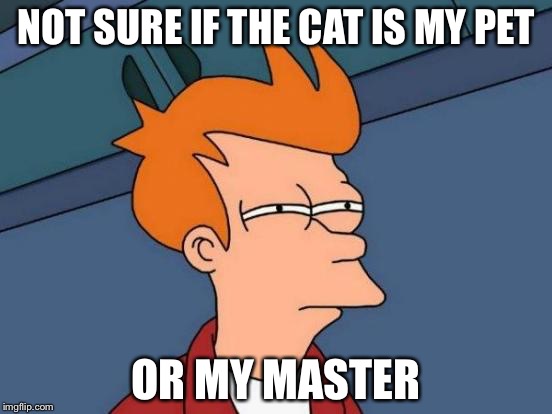 The cat owns everything | NOT SURE IF THE CAT IS MY PET; OR MY MASTER | image tagged in memes,futurama fry | made w/ Imgflip meme maker