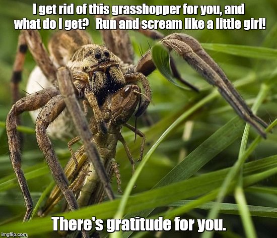 Wolf Spider having grasshopper for lunch | I get rid of this grasshopper for you, and what do I get?   Run and scream like a little girl! There's gratitude for you. | image tagged in memes,spider | made w/ Imgflip meme maker