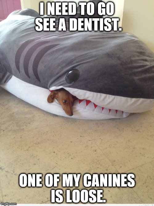 Might want to get that checked! Shark Week - A Raydog & Discovery Channel Event; July 23rd-30th | I NEED TO GO SEE A DENTIST. ONE OF MY CANINES IS LOOSE. | image tagged in shark week,canine,dentist | made w/ Imgflip meme maker