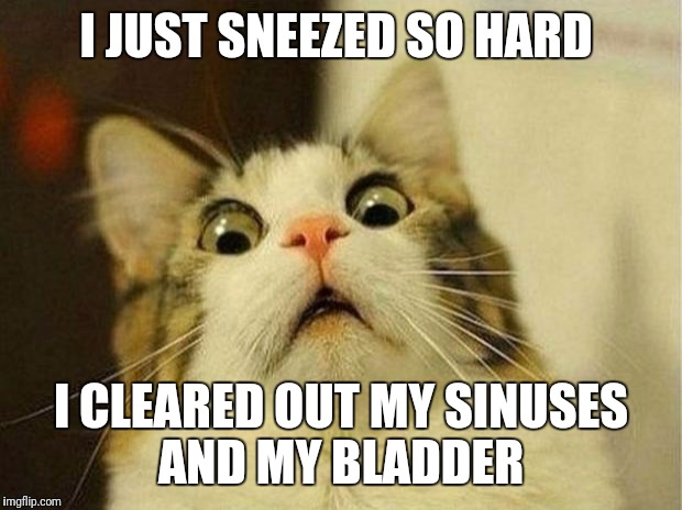 Scared Cat | I JUST SNEEZED SO HARD; I CLEARED OUT MY SINUSES AND MY BLADDER | image tagged in memes,scared cat | made w/ Imgflip meme maker