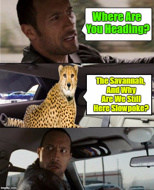 The Rock And The Cheetah | Where Are You Heading? The Savannah, And Why Are We Still Here Slowpoke? | image tagged in the rock driving blank 2,the rock driving,memes,cheetah,craziness_all_the_way,fastest land mamal | made w/ Imgflip meme maker