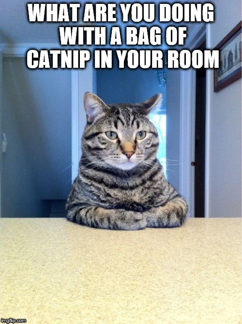 Take A Seat Cat Meme | WHAT ARE YOU DOING WITH A BAG OF CATNIP IN YOUR ROOM | image tagged in memes,take a seat cat | made w/ Imgflip meme maker