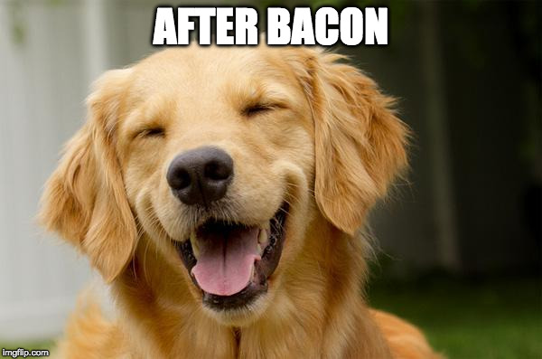 Happy Dog | AFTER BACON | image tagged in happy dog | made w/ Imgflip meme maker