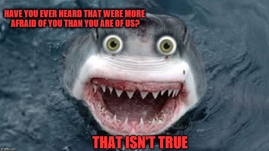 overly attached shark | HAVE YOU EVER HEARD THAT WERE MORE AFRAID OF YOU THAN YOU ARE OF US? THAT ISN'T TRUE | image tagged in overly attached shark | made w/ Imgflip meme maker