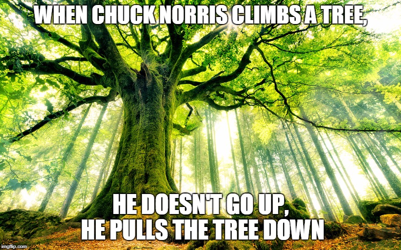 Tree climbing | WHEN CHUCK NORRIS CLIMBS A TREE, HE DOESN'T GO UP, HE PULLS THE TREE DOWN | image tagged in trees,chuck norris,memes | made w/ Imgflip meme maker