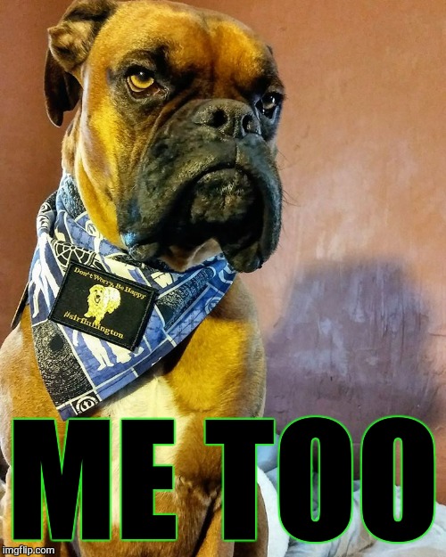 Grumpy Dog | ME TOO | image tagged in grumpy dog | made w/ Imgflip meme maker