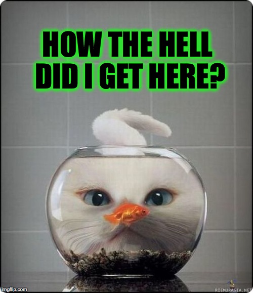 Life in a Fish Bowl | HOW THE HELL DID I GET HERE? | image tagged in cat focus | made w/ Imgflip meme maker