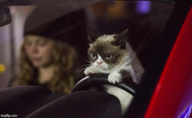 Grumpy Cat Driving | image tagged in grumpy cat driving | made w/ Imgflip meme maker
