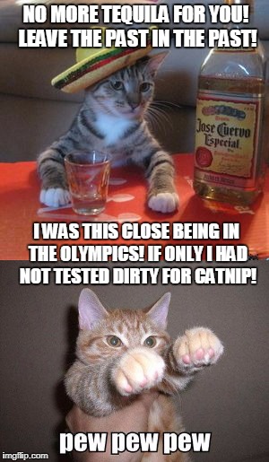 Tequila And The Contender | NO MORE TEQUILA FOR YOU! LEAVE THE PAST IN THE PAST! I WAS THIS CLOSE BEING IN THE OLYMPICS! IF ONLY I HAD NOT TESTED DIRTY FOR CATNIP! | image tagged in pew pew pew cat,tequila cat,cats,drunken cats | made w/ Imgflip meme maker
