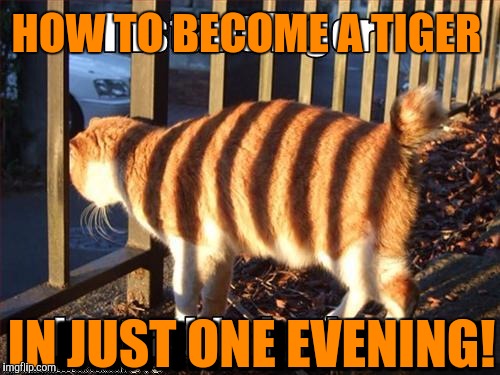 All you need is a fence and a sunny evening! Tiger Week, a TigerLegend1046 event | HOW TO BECOME A TIGER; IIIIIIIIIIIIIIIIIIIIIIIIIIIII; IN JUST ONE EVENING! | image tagged in tiger week,tiger,animals,cats,how to become a tiger,fence | made w/ Imgflip meme maker