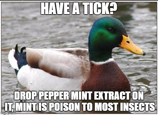 Actual Advice Mallard Meme | HAVE A TICK? DROP PEPPER MINT EXTRACT ON IT, MINT IS POISON TO MOST INSECTS | image tagged in memes,actual advice mallard | made w/ Imgflip meme maker