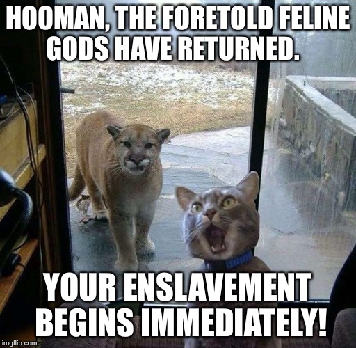HOOMAN, THE FORETOLD FELINE GODS HAVE RETURNED. YOUR ENSLAVEMENT BEGINS IMMEDIATELY! | image tagged in cat | made w/ Imgflip meme maker