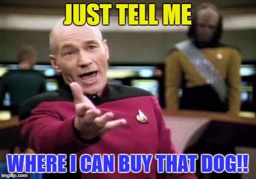 Picard Wtf Meme | JUST TELL ME WHERE I CAN BUY THAT DOG!! | image tagged in memes,picard wtf | made w/ Imgflip meme maker