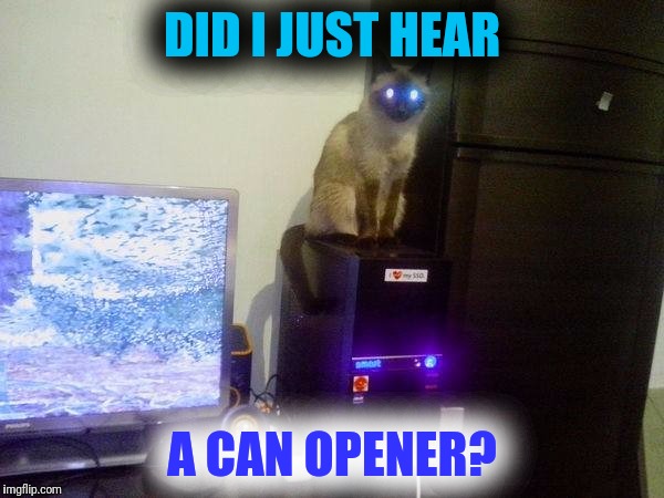 Internet Cat | DID I JUST HEAR A CAN OPENER? | image tagged in internet cat | made w/ Imgflip meme maker