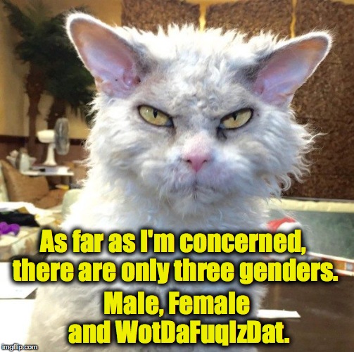 Pompous Albert's Gender Factoid | As far as I'm concerned, there are only three genders. Male, Female and WotDaFuqIzDat. | image tagged in only three | made w/ Imgflip meme maker