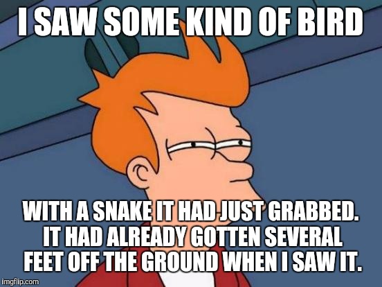 Futurama Fry Meme | I SAW SOME KIND OF BIRD WITH A SNAKE IT HAD JUST GRABBED. IT HAD ALREADY GOTTEN SEVERAL FEET OFF THE GROUND WHEN I SAW IT. | image tagged in memes,futurama fry | made w/ Imgflip meme maker
