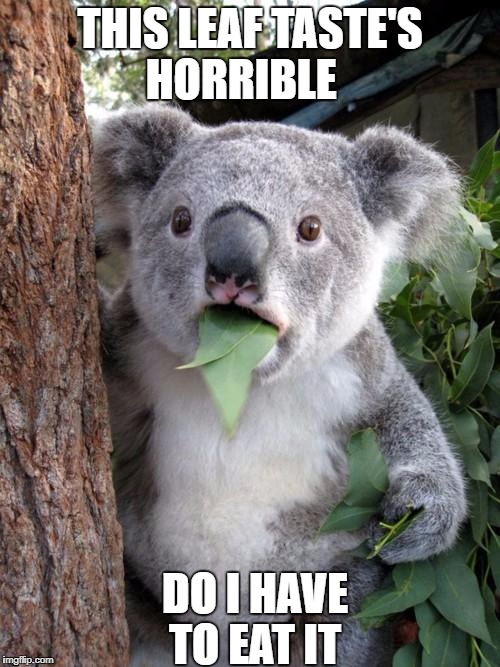 Surprised Koala | THIS LEAF TASTE'S HORRIBLE; DO I HAVE TO EAT IT | image tagged in memes,surprised koala | made w/ Imgflip meme maker