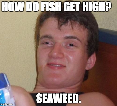 High Fish |  HOW DO FISH GET HIGH? SEAWEED. | image tagged in memes,10 guy,letsgetwordy,fish,seaweed | made w/ Imgflip meme maker