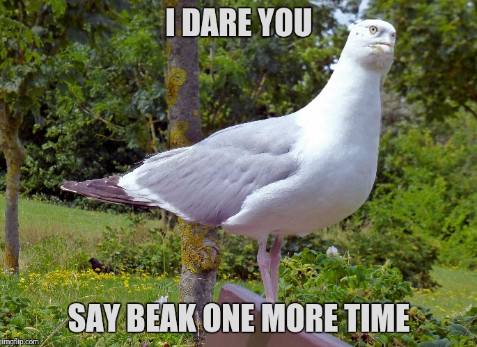 Angry Seagull | I DARE YOU; SAY BEAK ONE MORE TIME | image tagged in memes,angry seagull | made w/ Imgflip meme maker