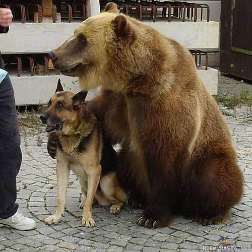 Bear and dog friends Blank Meme Template
