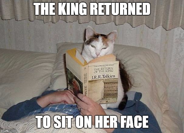 cat | THE KING RETURNED; TO SIT ON HER FACE | image tagged in tolkiencat,cat,lord of the rings,lotr,pet,king | made w/ Imgflip meme maker