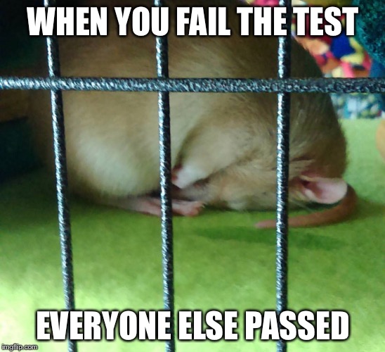 Rat Fails Test | WHEN YOU FAIL THE TEST; EVERYONE ELSE PASSED | image tagged in rat | made w/ Imgflip meme maker