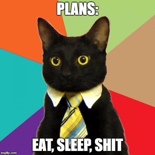 Business Cat Meme | PLANS:; EAT, SLEEP, SHIT | image tagged in memes,business cat | made w/ Imgflip meme maker