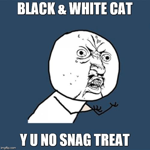 Y U No Meme | BLACK & WHITE CAT Y U NO SNAG TREAT | image tagged in memes,y u no | made w/ Imgflip meme maker