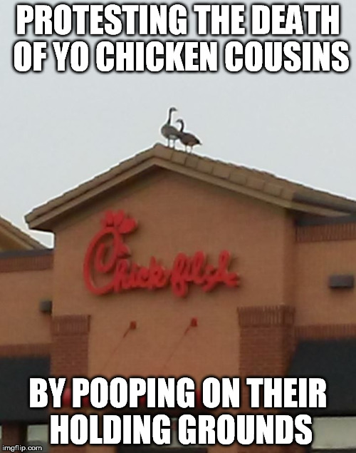 Protesting the civil way | PROTESTING THE DEATH OF YO CHICKEN COUSINS; BY POOPING ON THEIR HOLDING GROUNDS | image tagged in protesting like a boss,protest,poop,chicken,chick-fil-a | made w/ Imgflip meme maker