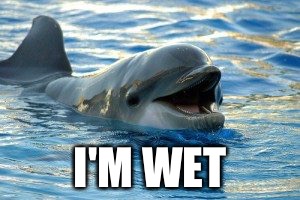 Dolphins opan | I'M WET | image tagged in dolphins opan | made w/ Imgflip meme maker