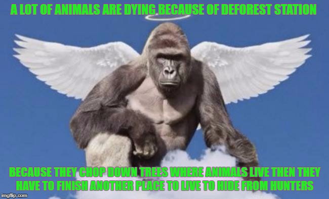 Harambe | A LOT OF ANIMALS ARE DYING BECAUSE OF DEFOREST STATION; BECAUSE THEY CHOP DOWN TREES WHERE ANIMALS LIVE THEN THEY HAVE TO FINISH ANOTHER PLACE TO LIVE TO HIDE FROM HUNTERS | image tagged in harambe | made w/ Imgflip meme maker