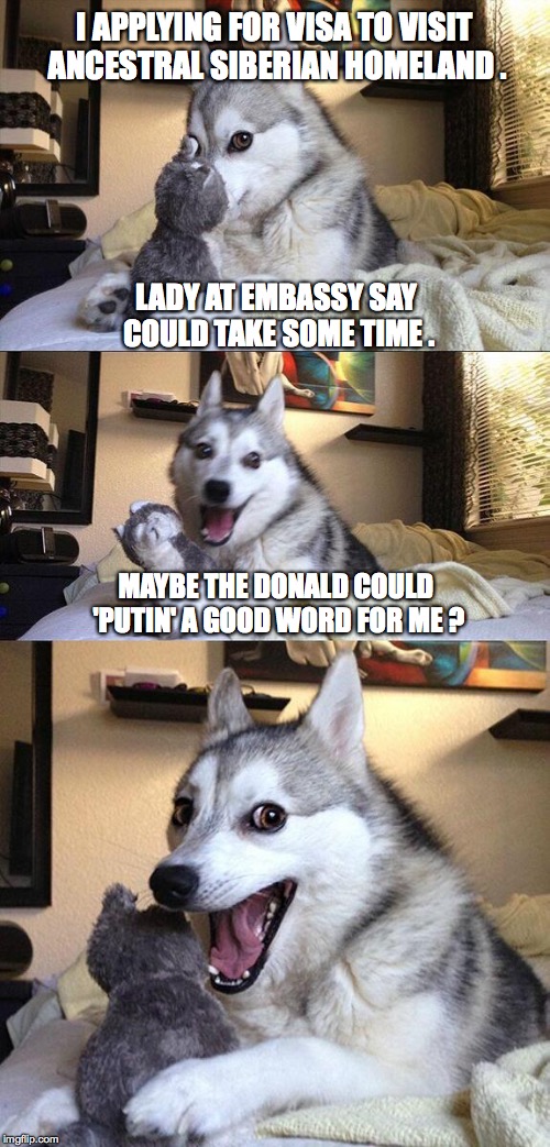 Bad Pun Dog Meme | I APPLYING FOR VISA TO VISIT ANCESTRAL SIBERIAN HOMELAND . LADY AT EMBASSY SAY COULD TAKE SOME TIME . MAYBE THE DONALD COULD 'PUTIN' A GOOD WORD FOR ME ? | image tagged in memes,bad pun dog | made w/ Imgflip meme maker