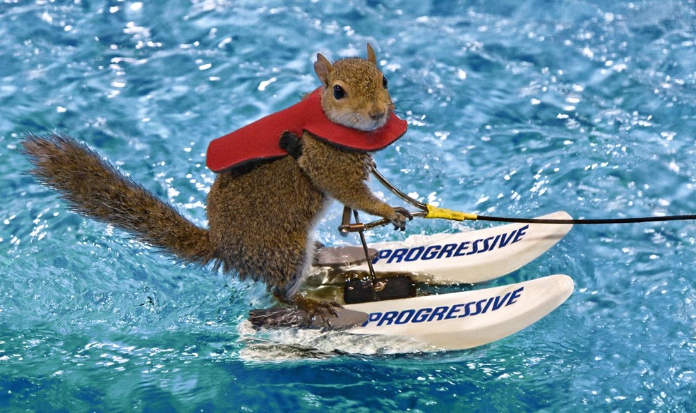 Waterskiing squirrel Blank Meme Template