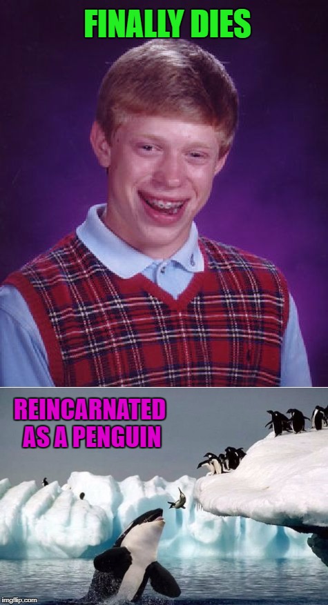 Being given a second chance isn't always a good thing!!! | FINALLY DIES; REINCARNATED AS A PENGUIN | image tagged in bad luck brian,memes,penguins,funny,reincarnation,animals | made w/ Imgflip meme maker