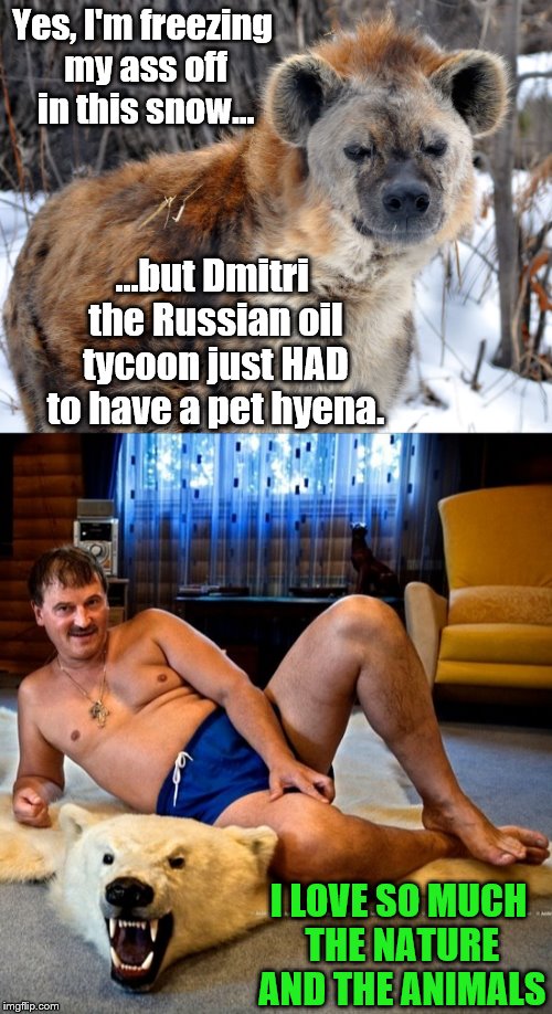 Humans can be so utterly WRONG sometimes | Yes, I'm freezing my ass off in this snow... ...but Dmitri the Russian oil tycoon just HAD to have a pet hyena. I LOVE SO MUCH THE NATURE AND THE ANIMALS | image tagged in memes,exotic pets,phunny,hyena,animals,funny | made w/ Imgflip meme maker