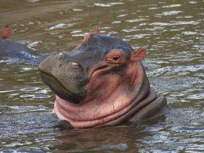 High Quality smiling hippo Blank Meme Template