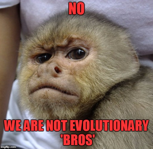 and I respectfully request you stop scratching your head and 'ooh'-ing in my presence | NO; WE ARE NOT EVOLUTIONARY 'BROS' | image tagged in grumpy monkey,memes,evolution,monkey | made w/ Imgflip meme maker