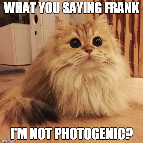 WHAT YOU SAYING FRANK; I'M NOT PHOTOGENIC? | image tagged in photogenic kitty | made w/ Imgflip meme maker