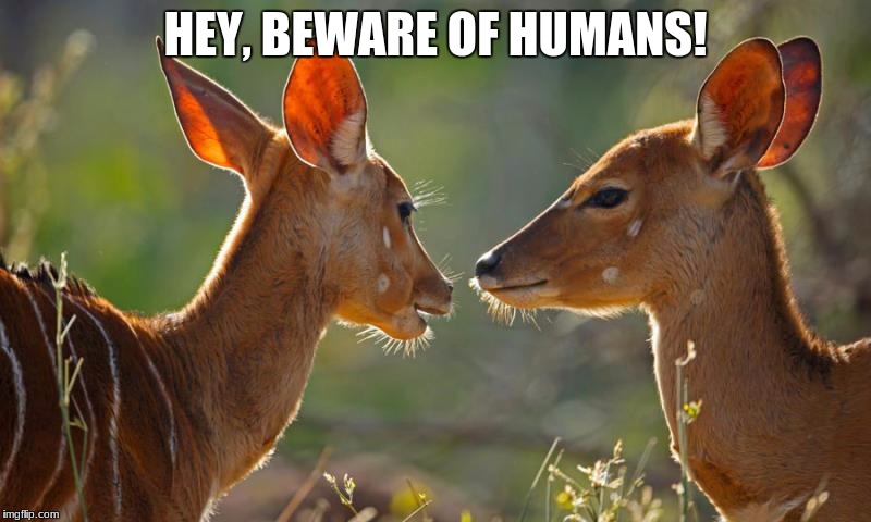 animals talking | HEY, BEWARE OF HUMANS! | image tagged in animals,extinction,hunting | made w/ Imgflip meme maker