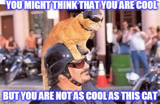 YOU MIGHT THINK THAT YOU ARE COOL; BUT YOU ARE NOT AS COOL AS THIS CAT | image tagged in cool cat | made w/ Imgflip meme maker