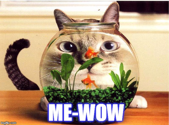 ME-WOW | image tagged in cat | made w/ Imgflip meme maker