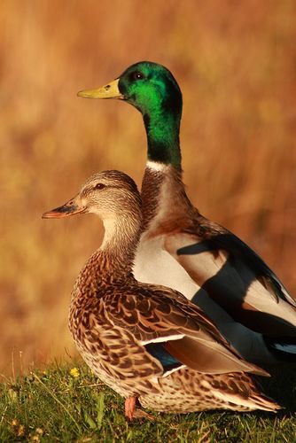 High Quality Male and female ducks Blank Meme Template