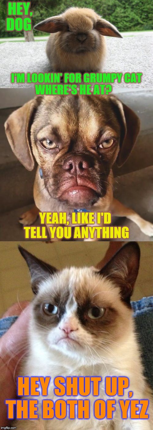 Grumpiness infuses the cuddly animal community... |  HEY, DOG; I'M LOOKIN' FOR GRUMPY CAT; WHERE'S HE AT? YEAH, LIKE I'D TELL YOU ANYTHING; HEY SHUT UP, THE BOTH OF YEZ | image tagged in memes,animals,phunny,grumpy cat,funny,grumpy menagerie | made w/ Imgflip meme maker