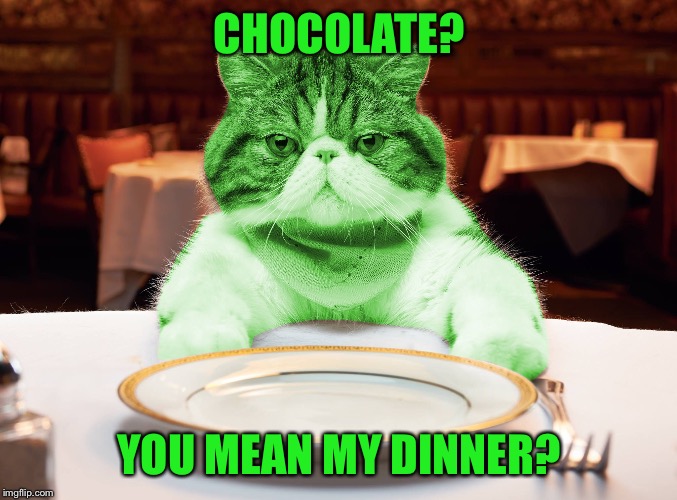 RayCat Hungry | CHOCOLATE? YOU MEAN MY DINNER? | image tagged in raycat hungry | made w/ Imgflip meme maker