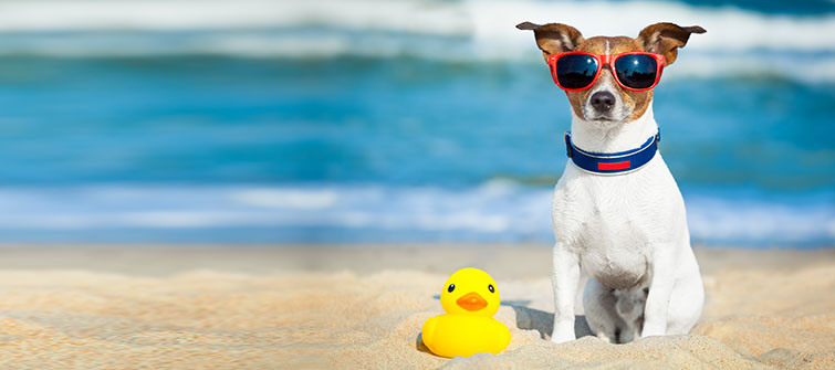 Vacationing with Your Furry Friend: A Guide to the Perfect Getaway
