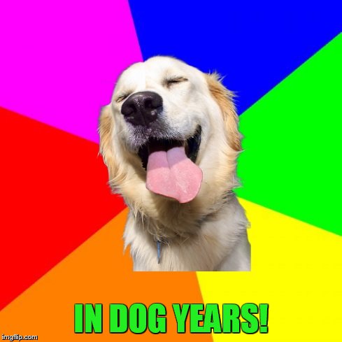 Anti Pun Dog | IN DOG YEARS! | image tagged in anti pun dog | made w/ Imgflip meme maker